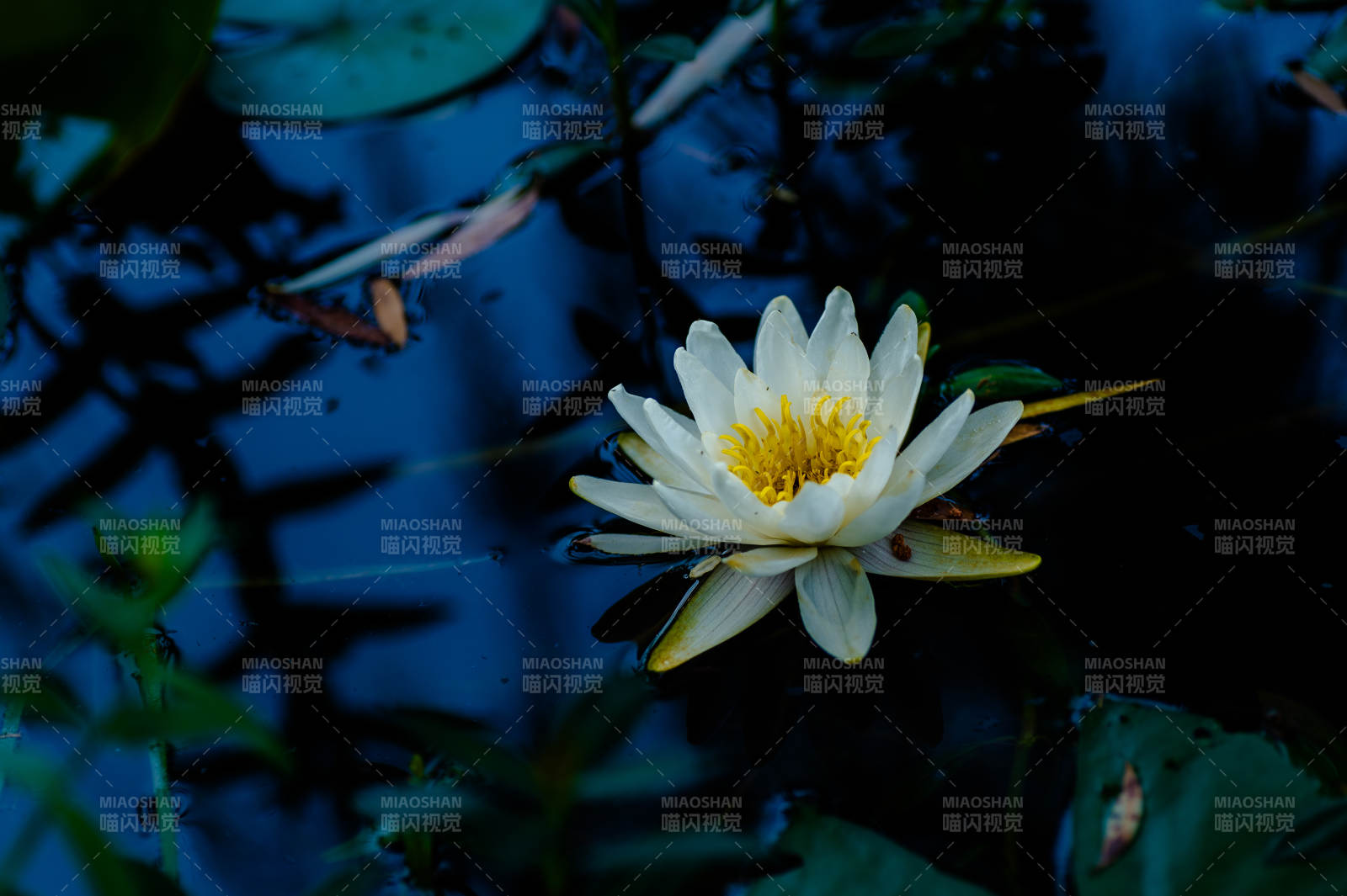 池中白莲静谧绽放图片