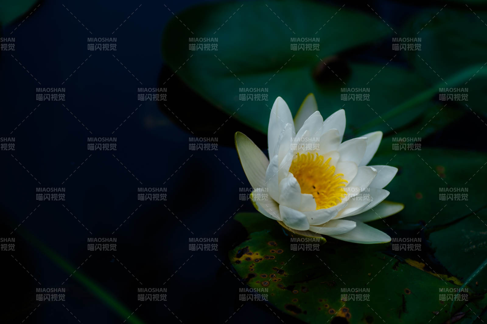 静谧池塘中的白色睡莲图片