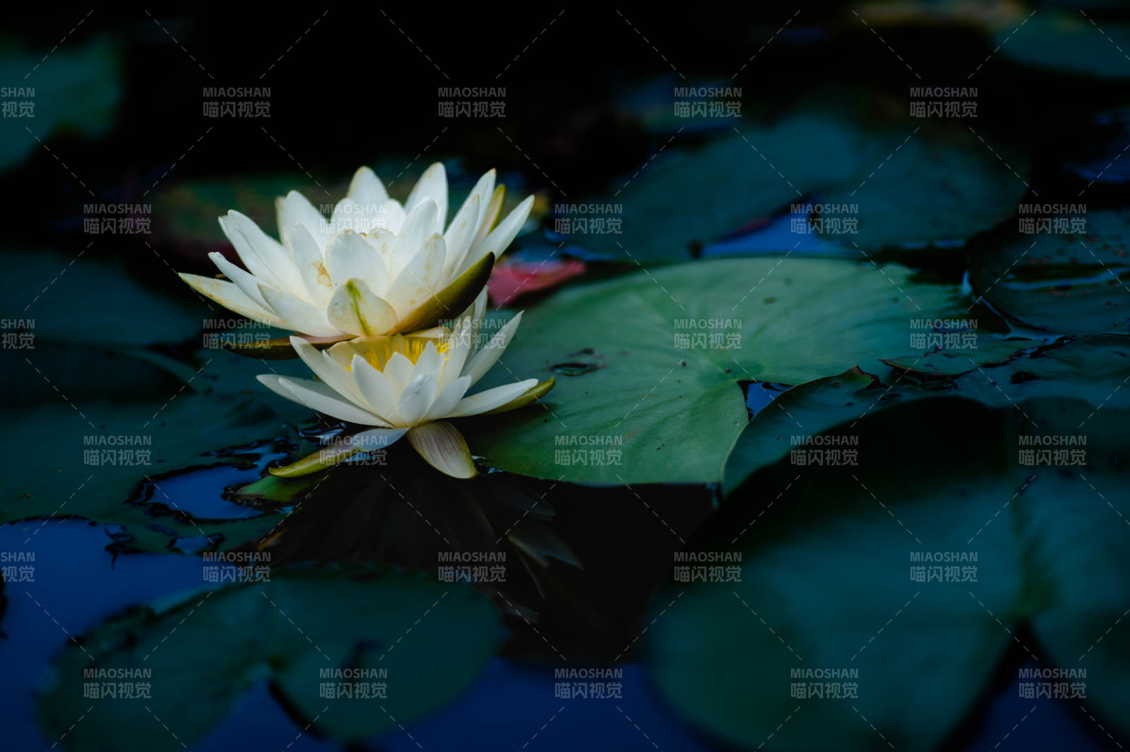 静谧池塘中的白莲花图片