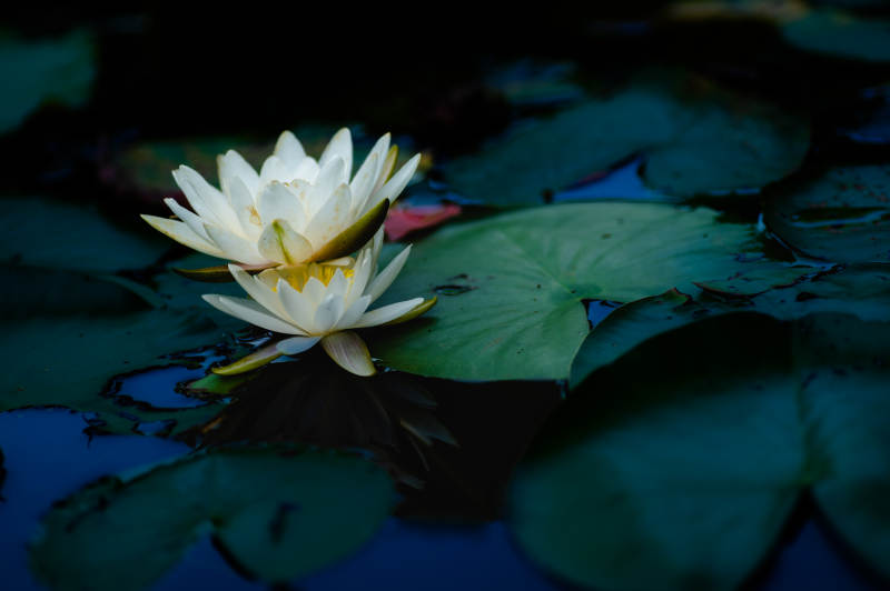 静谧池塘中的白莲花图片