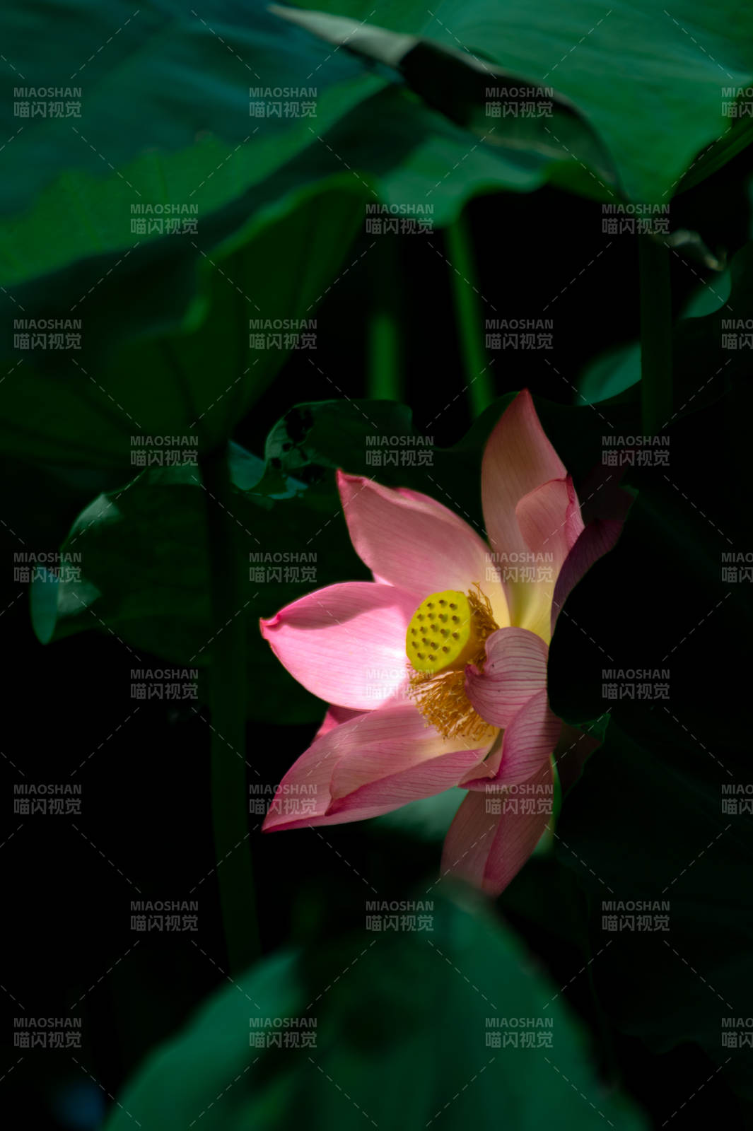 荷花绽放 绿叶映衬图片