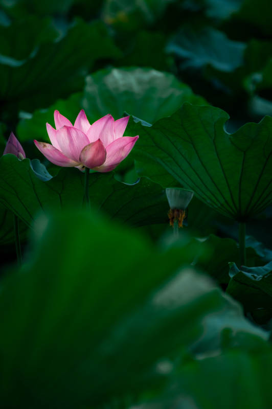 荷塘静谧 粉莲绽放图片