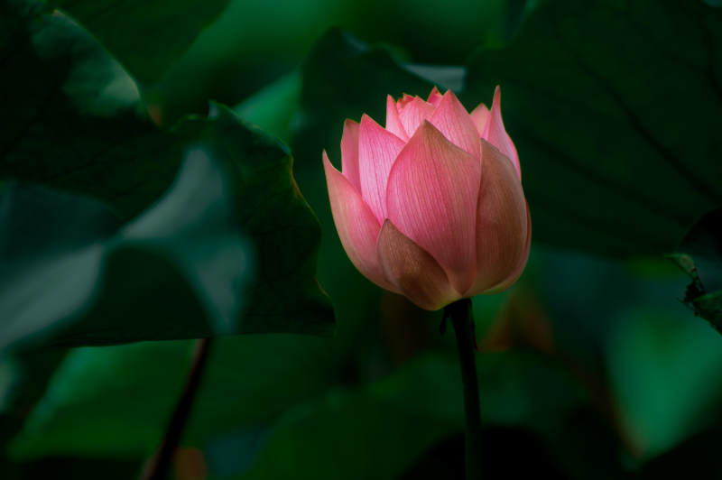 静谧荷花 含苞待放图片