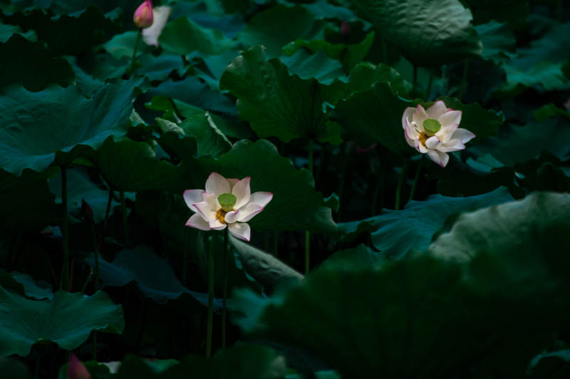 静谧荷塘 莲花绽放图片