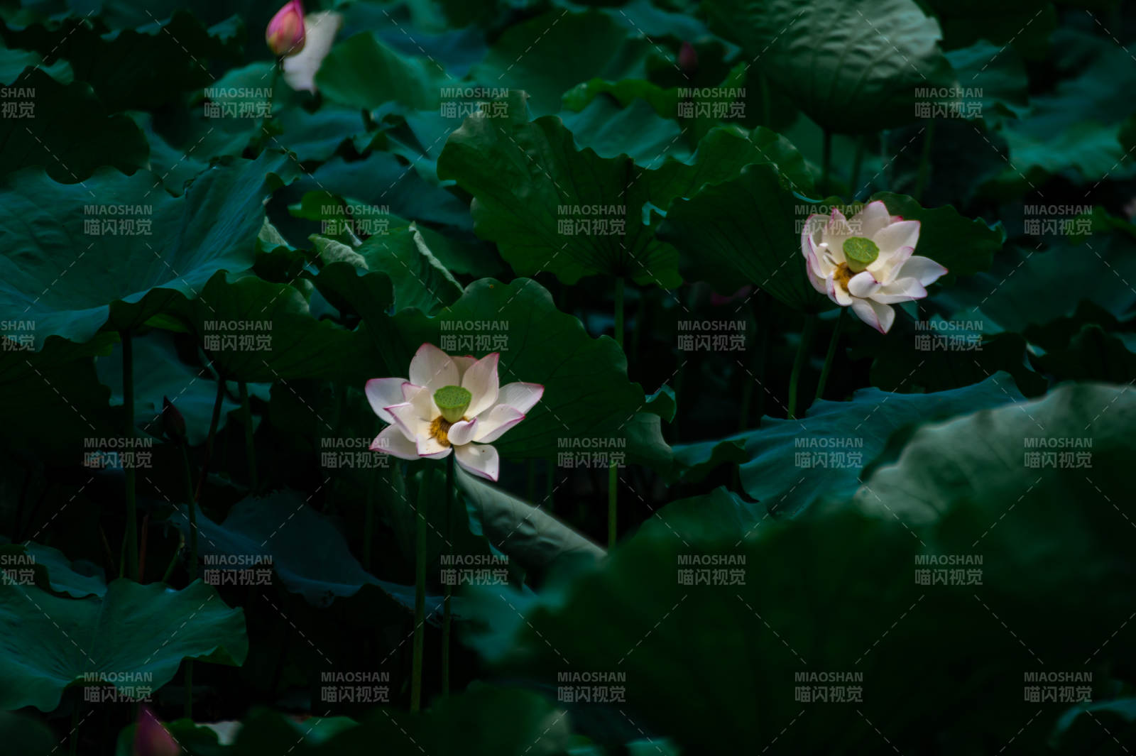 静谧荷塘 莲花绽放图片