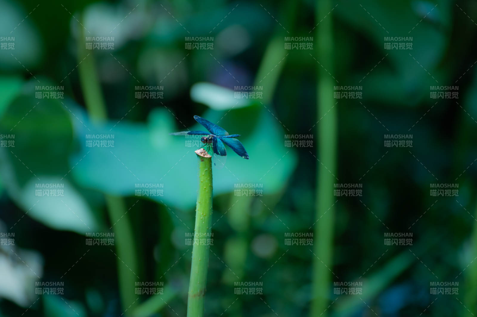 荷塘上的黑色蜻蜓图片