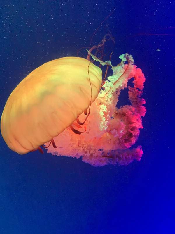 水母的梦幻色彩图片