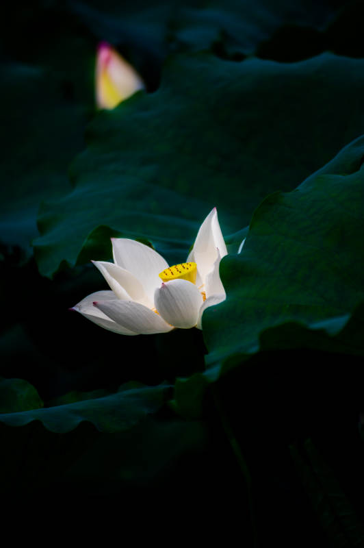 静谧荷塘 白莲绽放图片