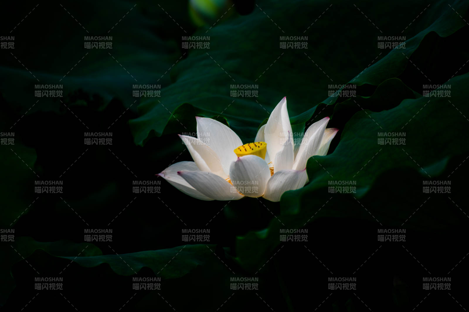 静谧池塘中的莲花绽放图片