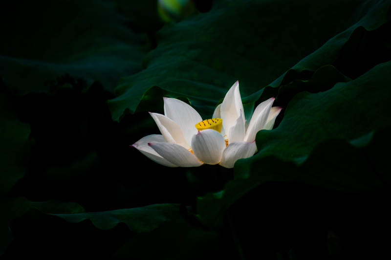 静谧池塘中的莲花绽放图片