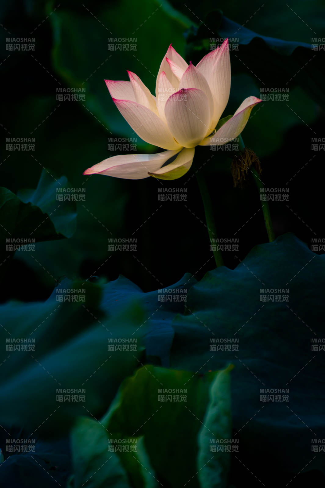 静谧荷塘 莲花绽放图片