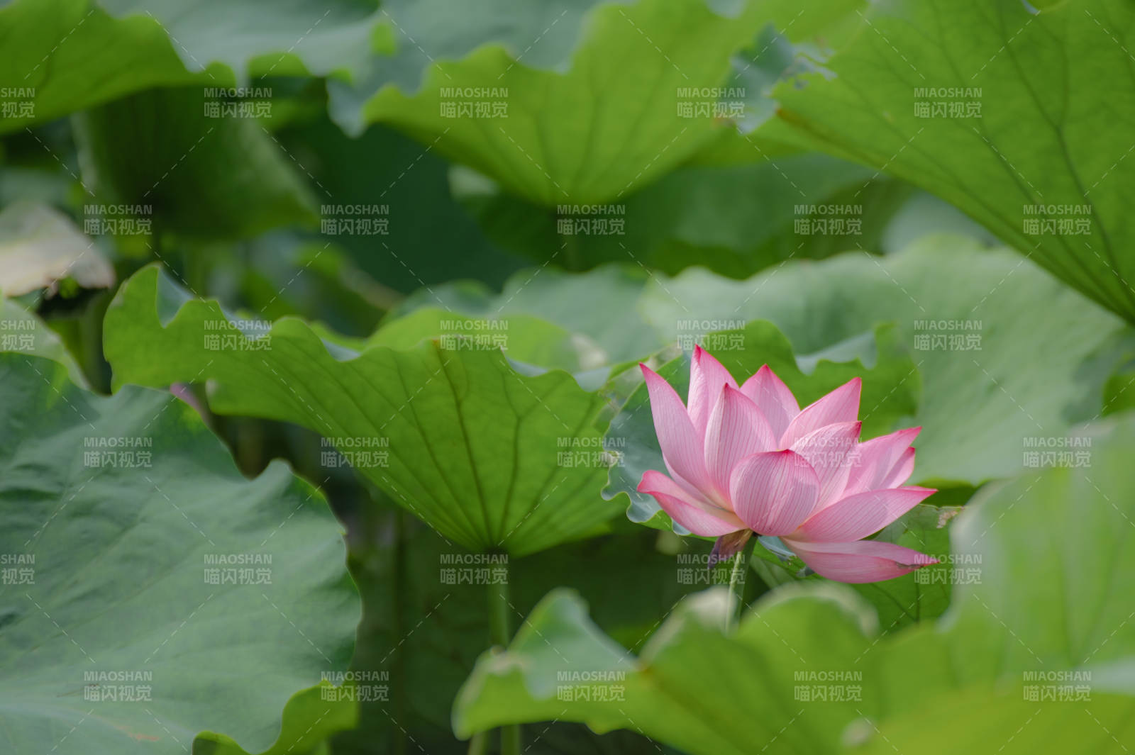 荷叶丛中绽放的莲花图片