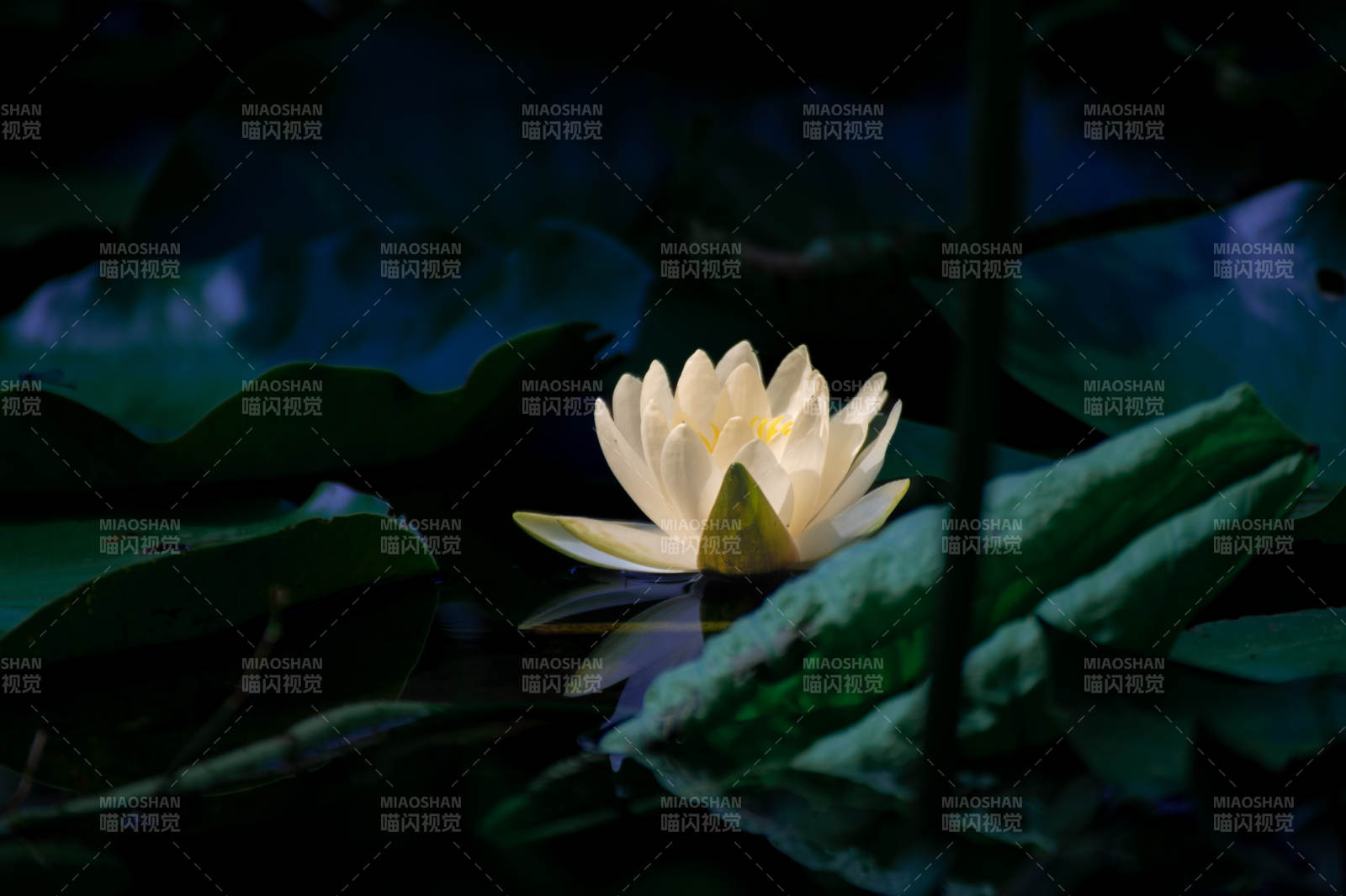 静谧池塘中的莲花图片