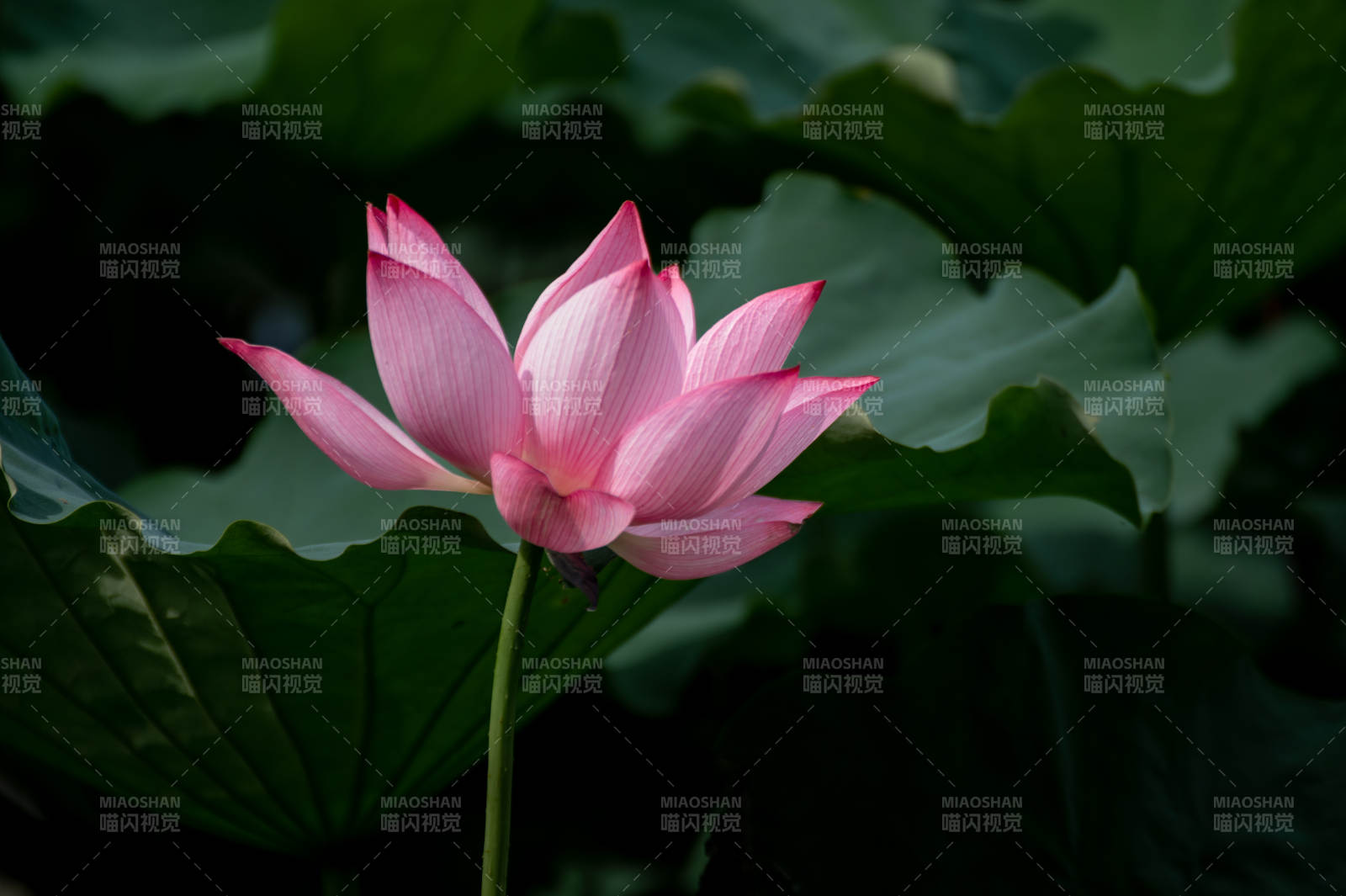 粉莲静绽绿叶间图片