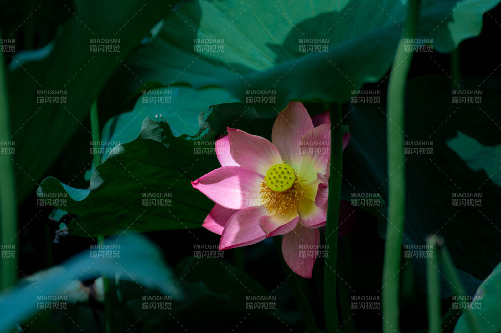 池塘中的粉色莲花图片