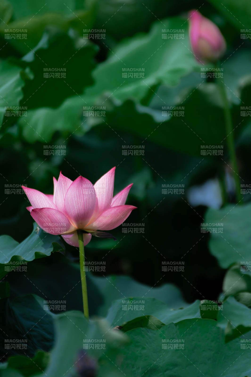 池中莲花静谧绽放图片