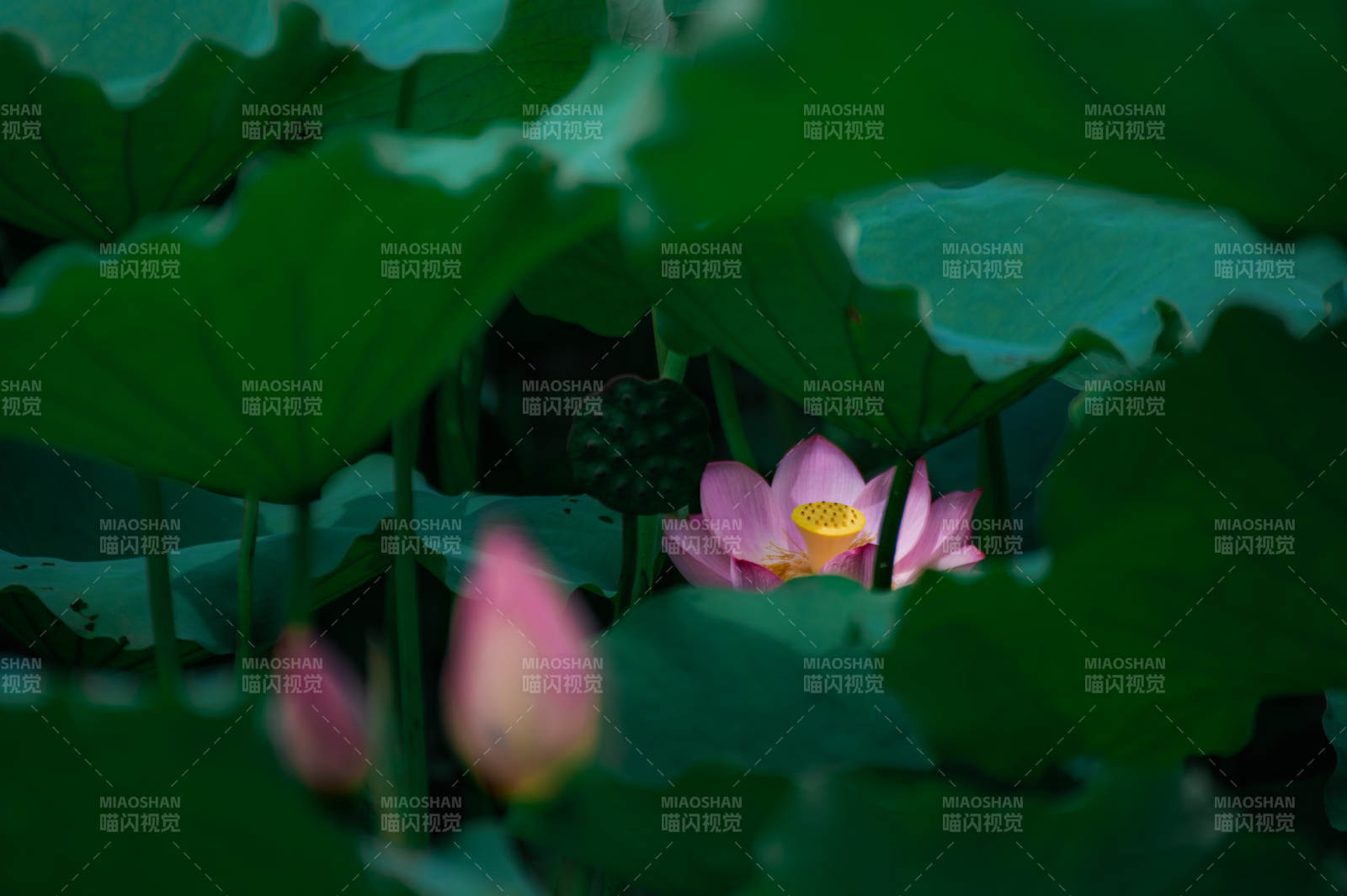 荷塘静谧 莲花绽放图片