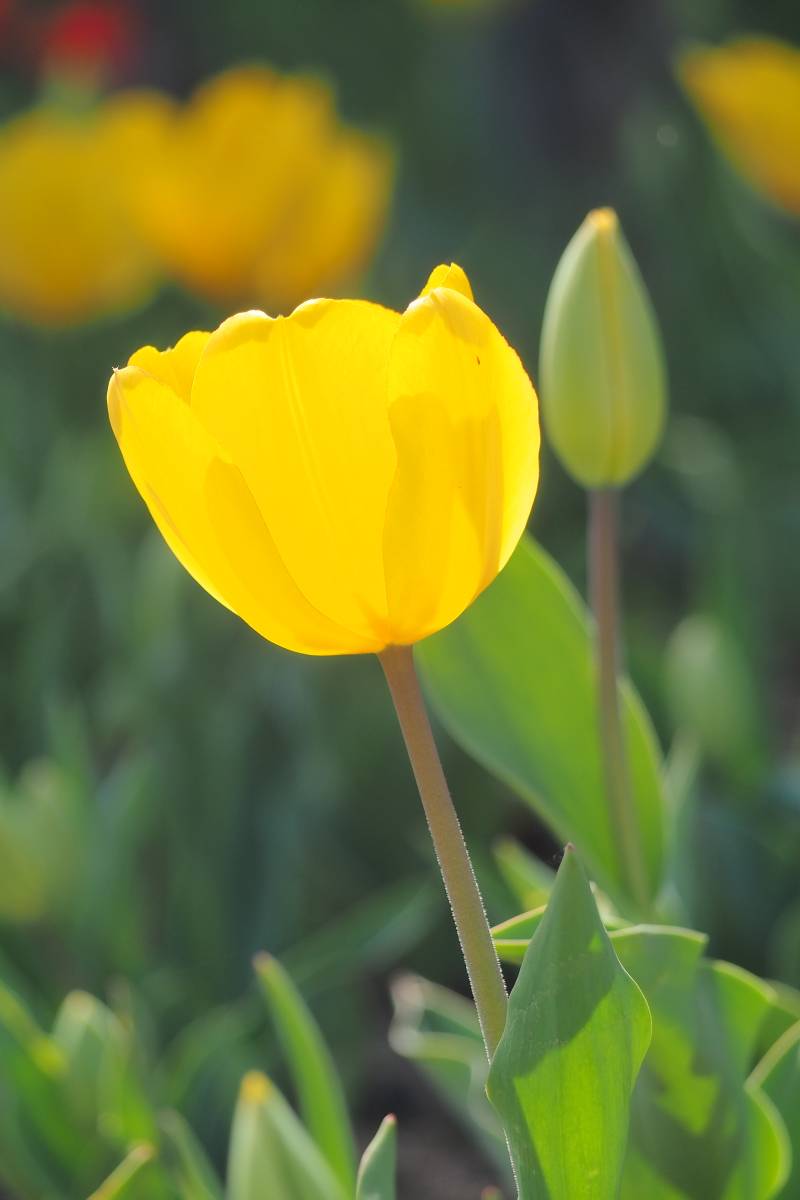 绽放的黄色郁金香图片