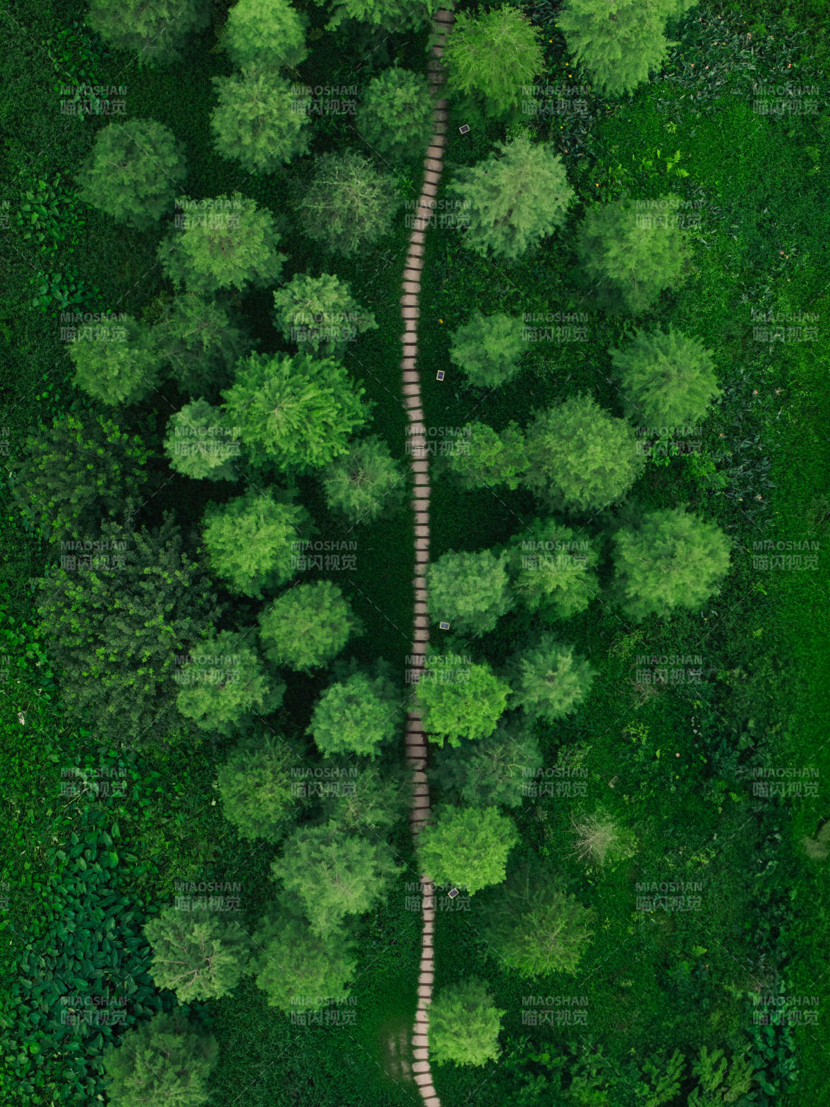 森林小径 绿意盎然图片