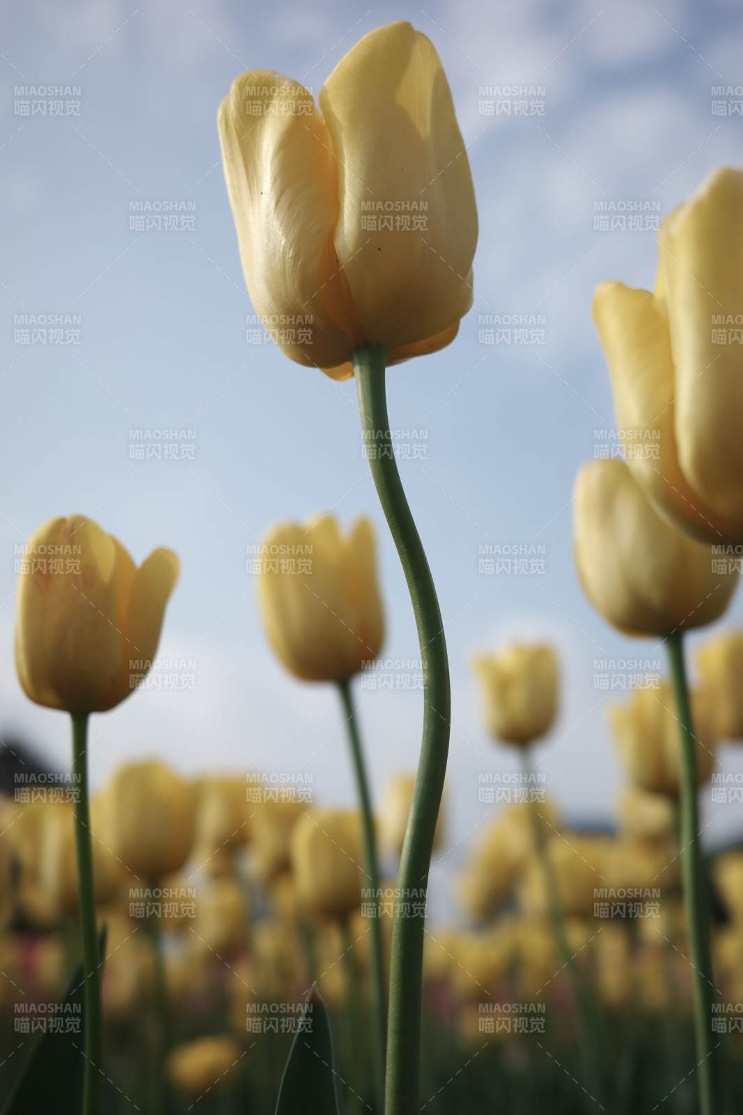 黄色郁金香花田美景图片