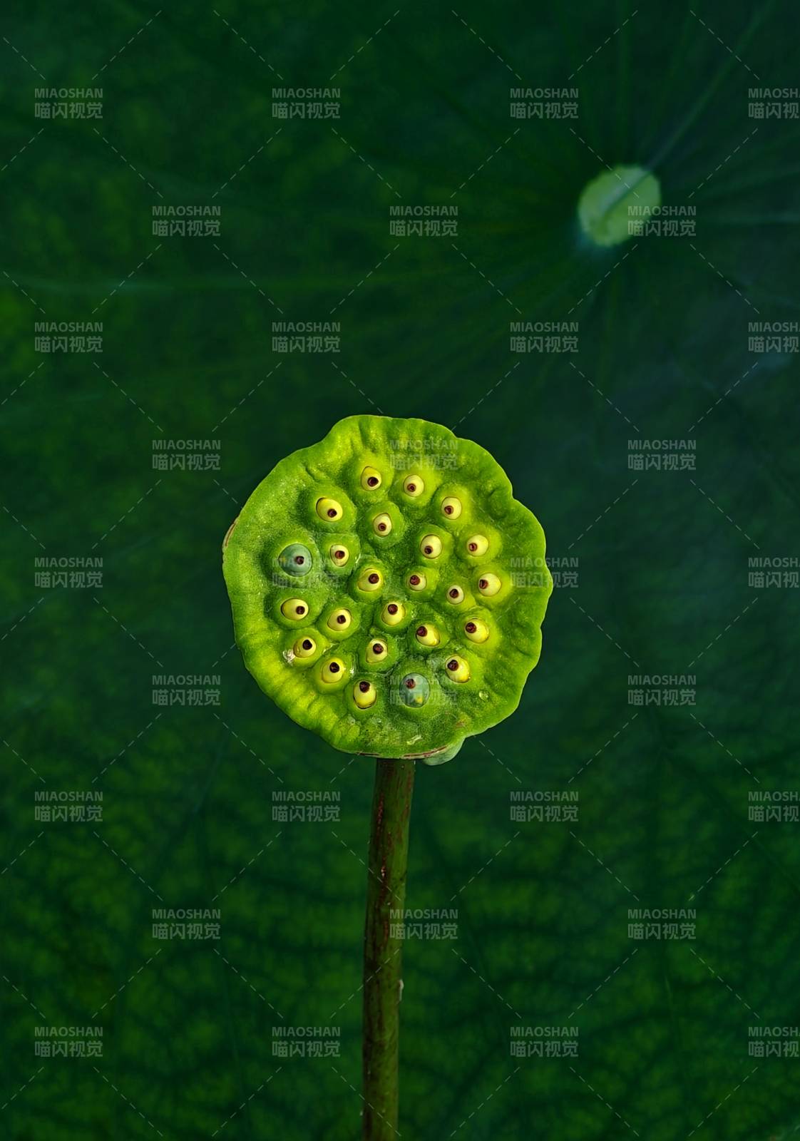 莲蓬与荷叶的静谧之美图片