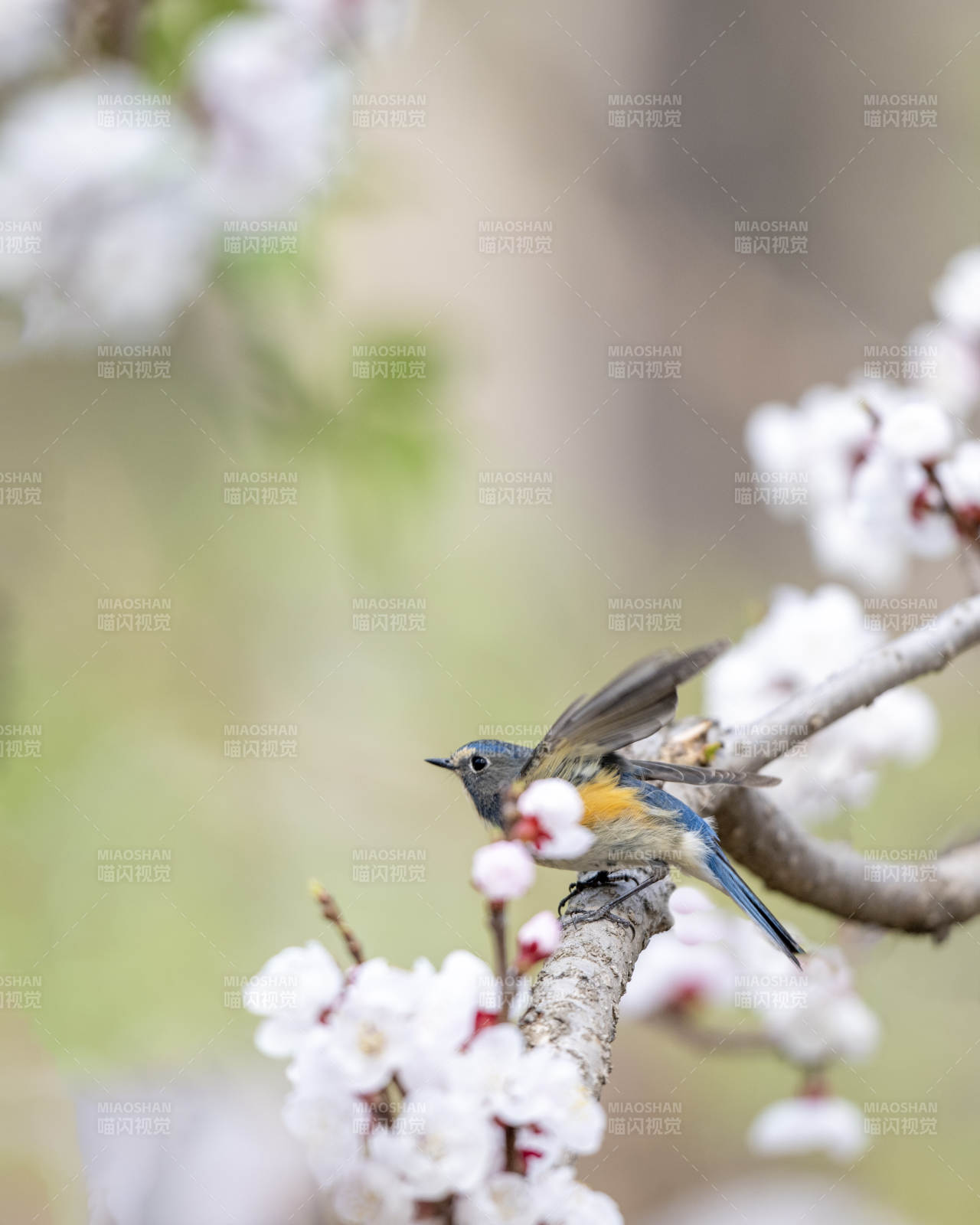 春日花枝上的小鸟图片