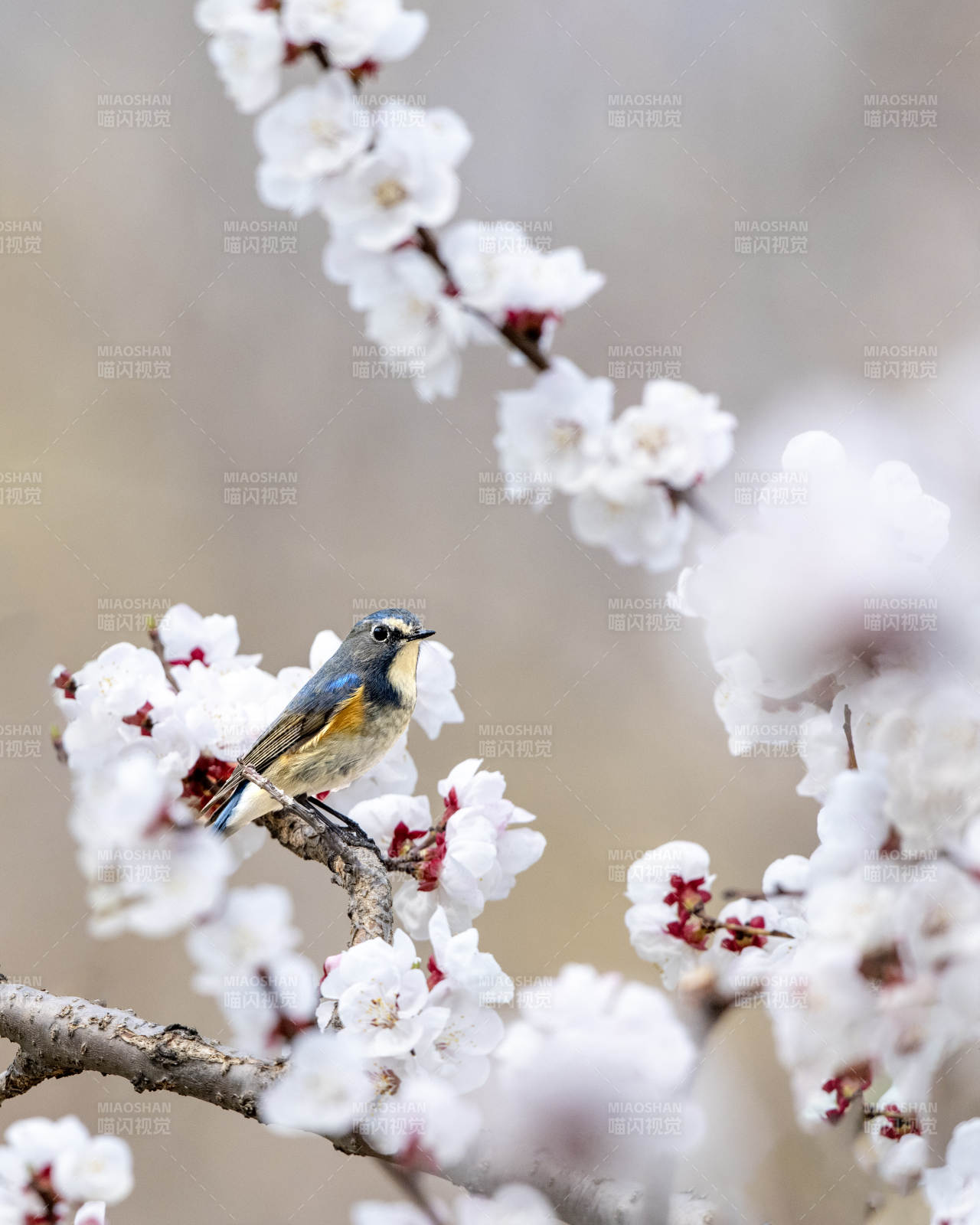 春日花枝上的小鸟图片