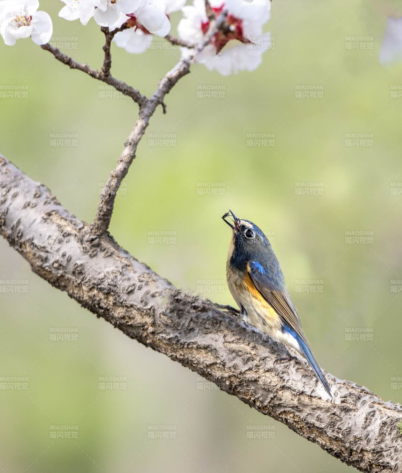 蓝尾鸲鸟栖枝头赏花图片