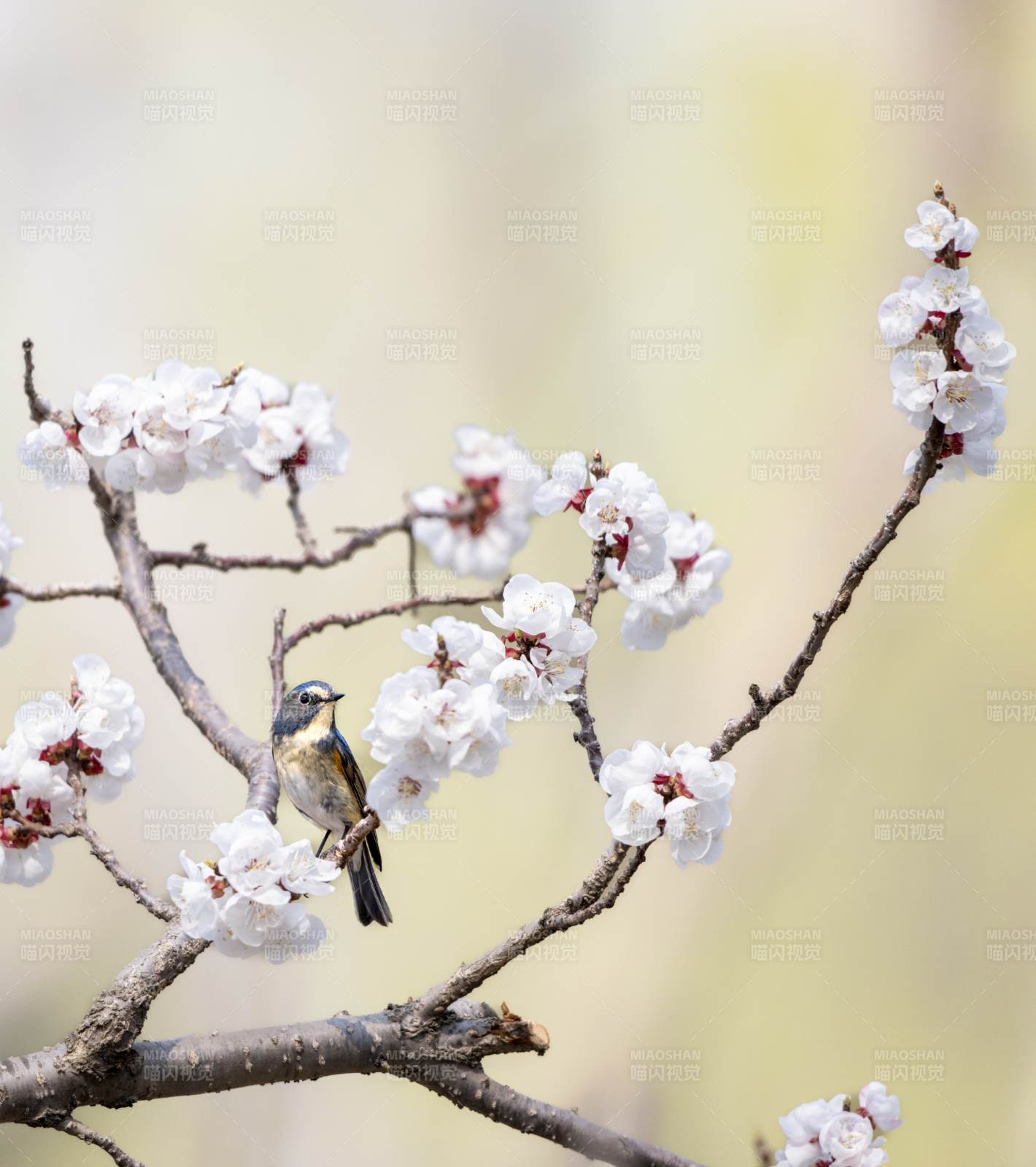 春日花枝上的小鸟图片