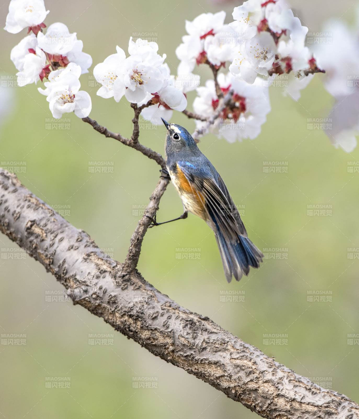 春日花枝上的小鸟图片