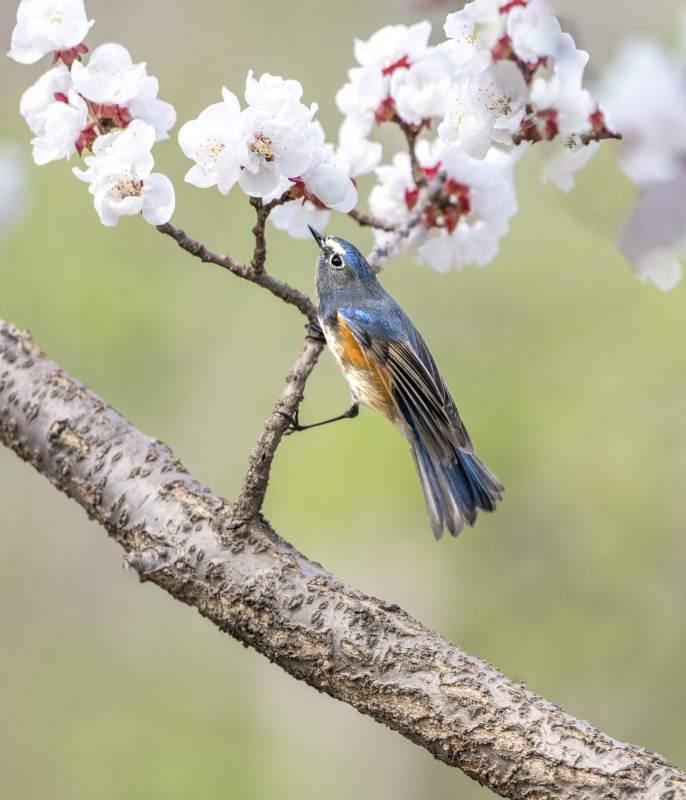 春日花枝上的小鸟图片