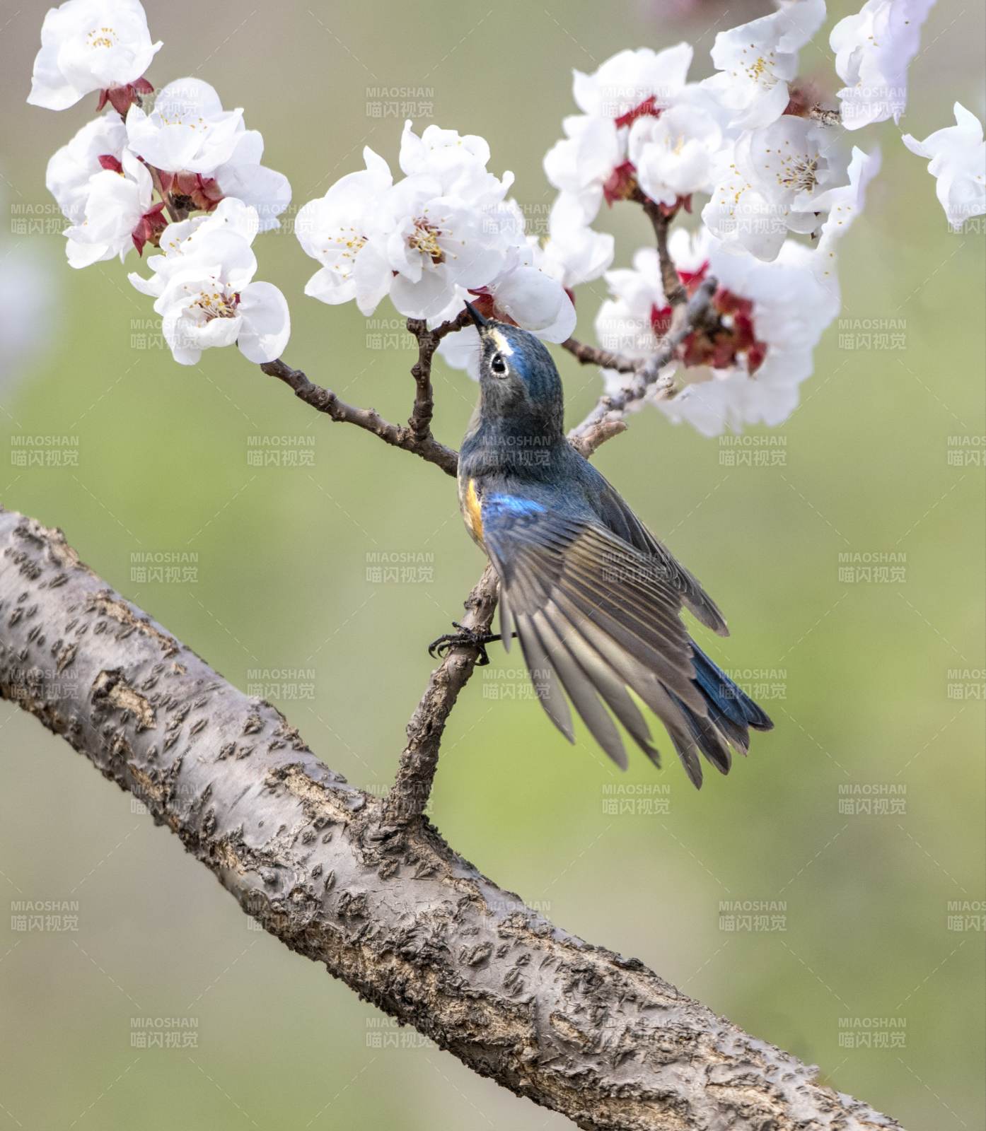 春花鸟语 生机盎然图片