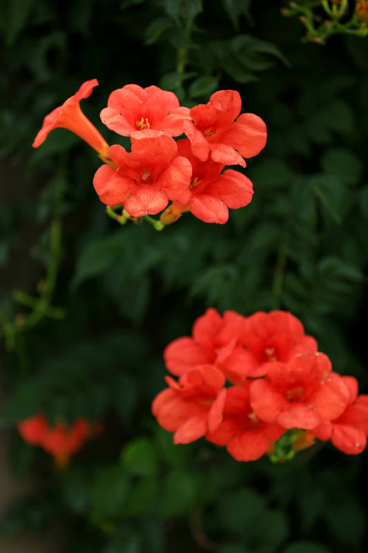 橙红凌霄花图片