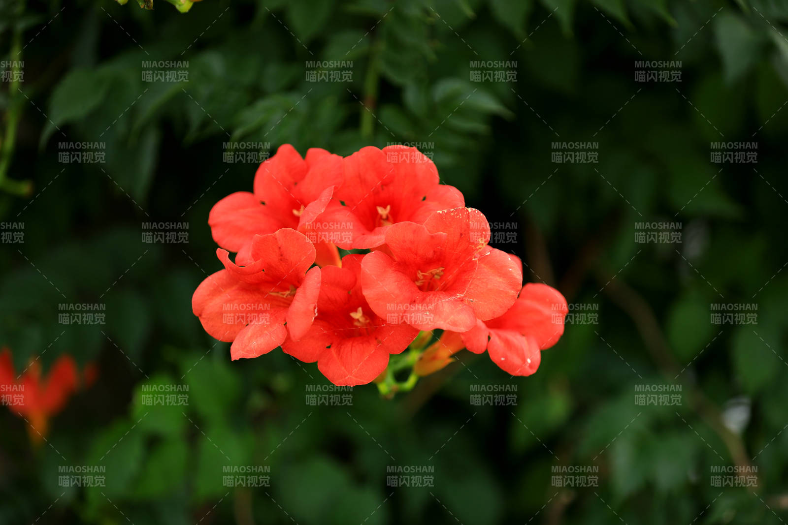 凌霄花特写图片