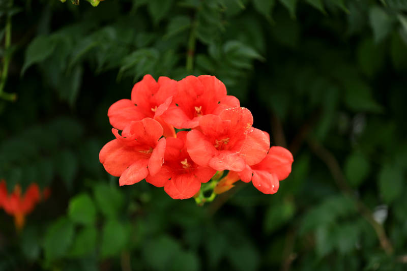 凌霄花特写图片