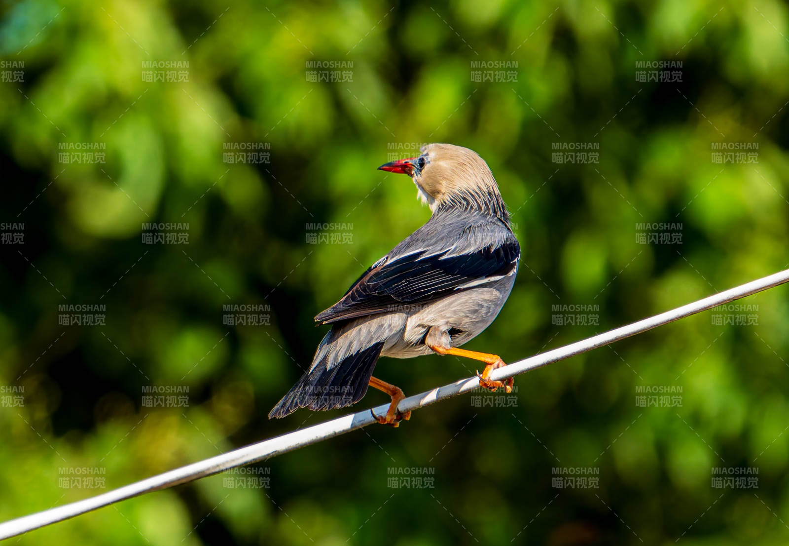电线上的小鸟图片