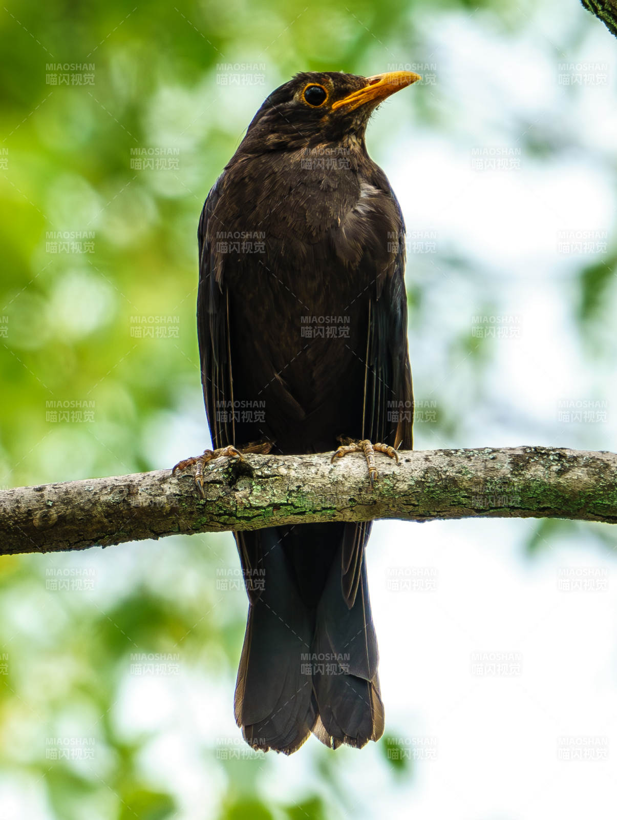 树枝上的黑鸟图片