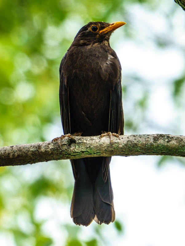 树枝上的黑鸟图片