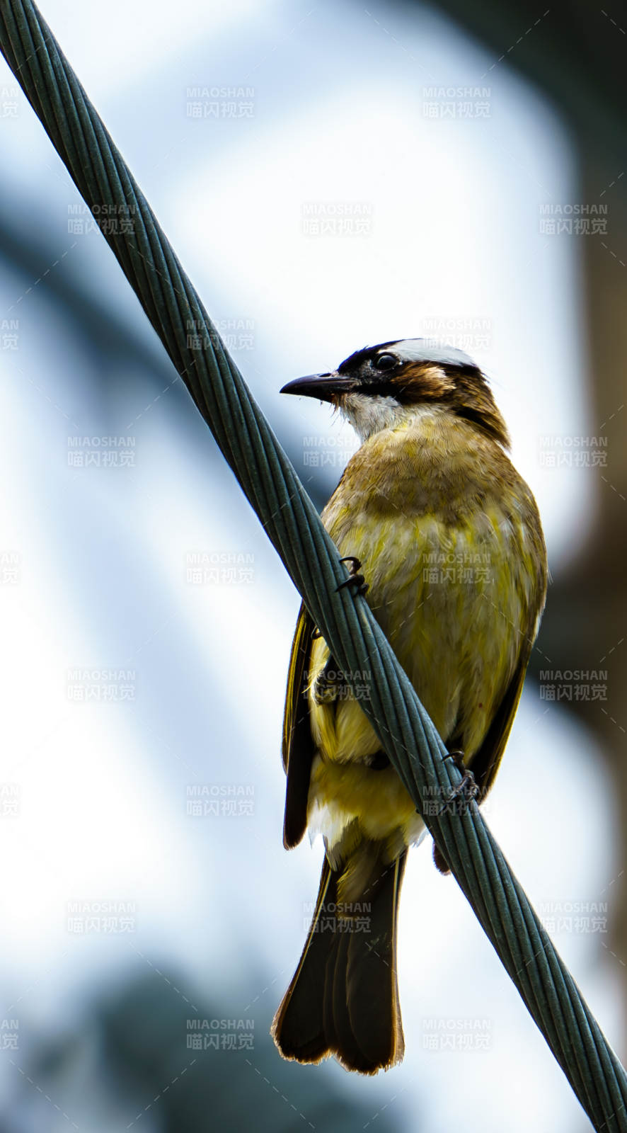 电线上的小鸟图片