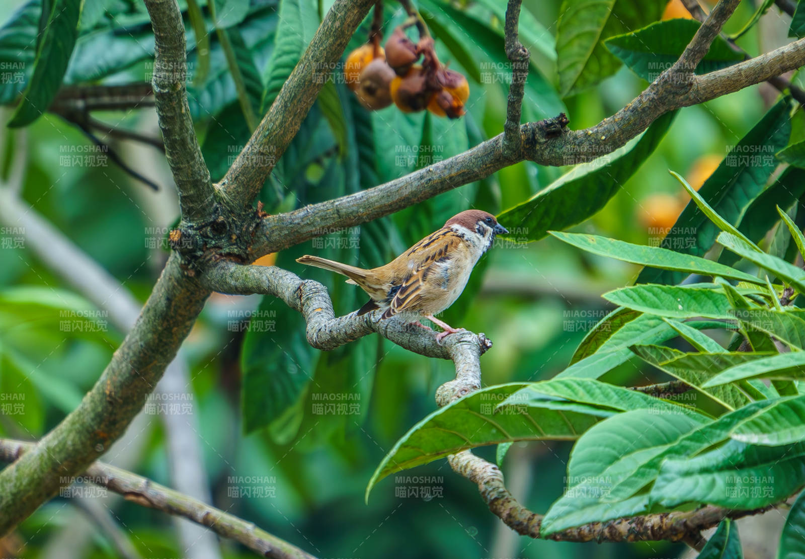 树上的小鸟与果实图片