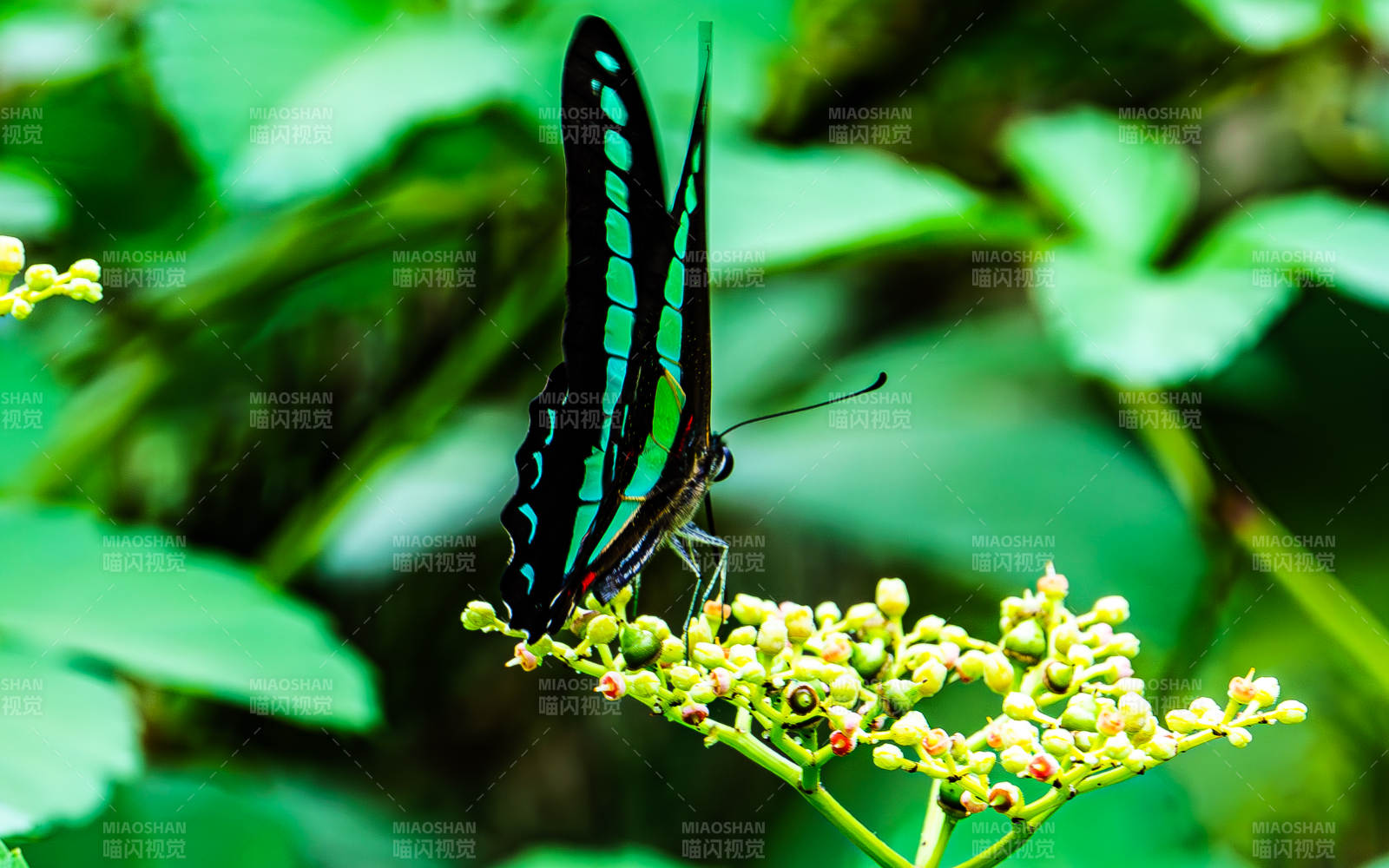 绿叶上的蓝蝶图片
