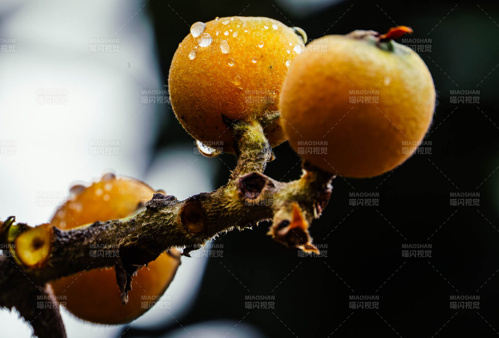 雨后枇杷果 晶莹剔透图片