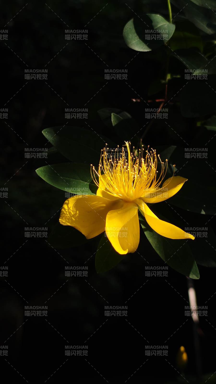 阳光下的金丝桃花图片