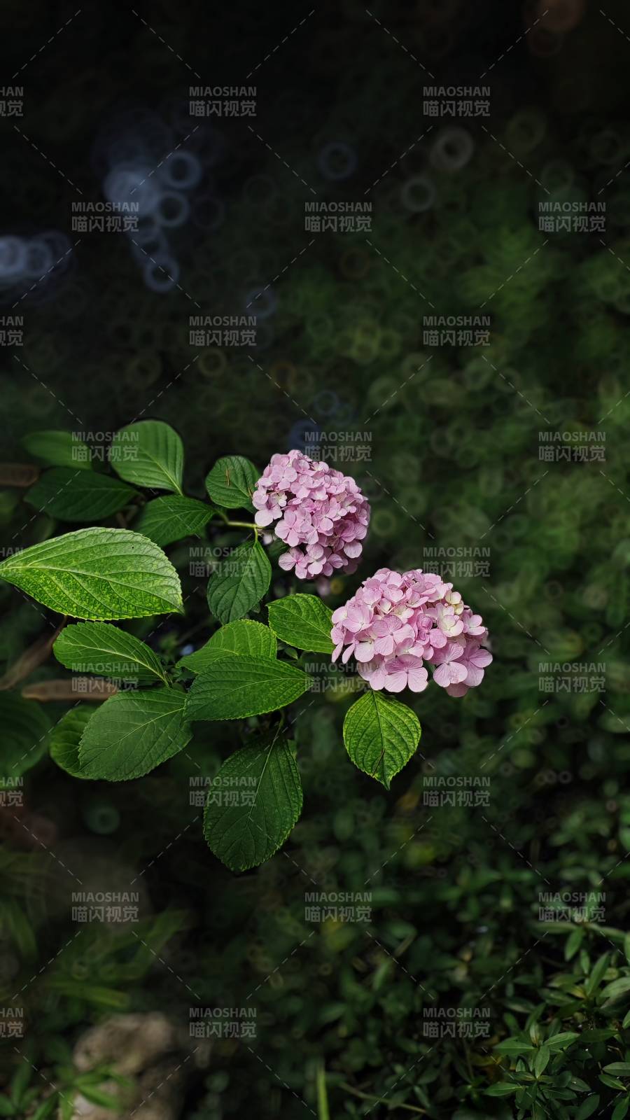 粉色绣球花与绿叶相伴图片