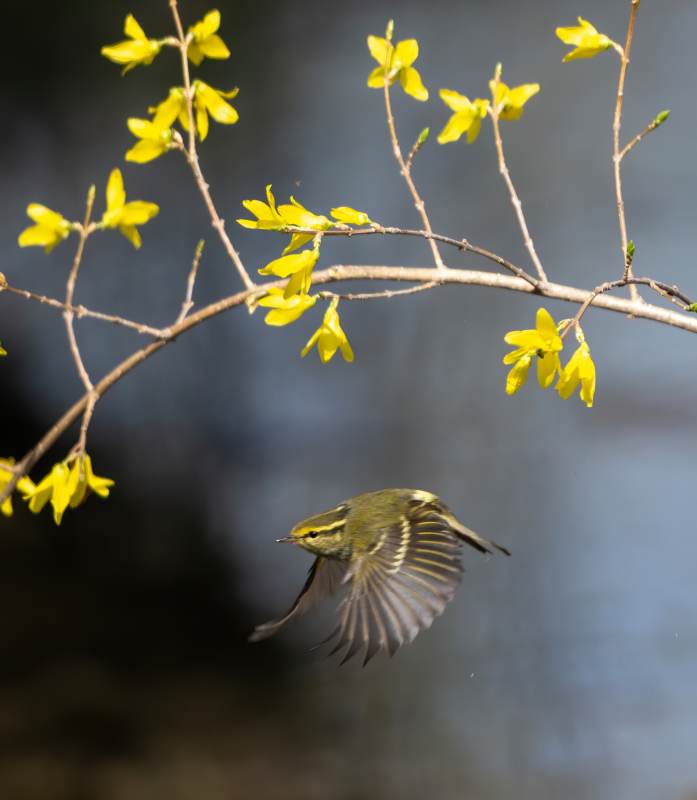 春日飞鸟与黄花图片