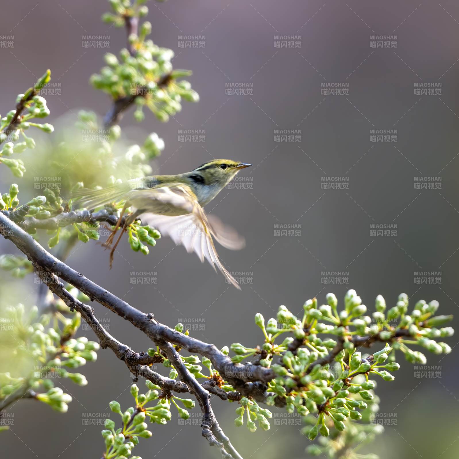 枝头飞鸟 春意盎然图片