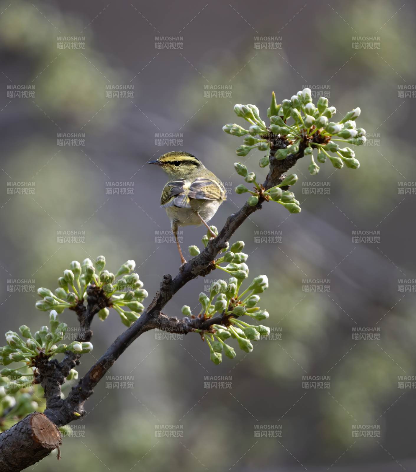 枝头小鸟迎春景图片