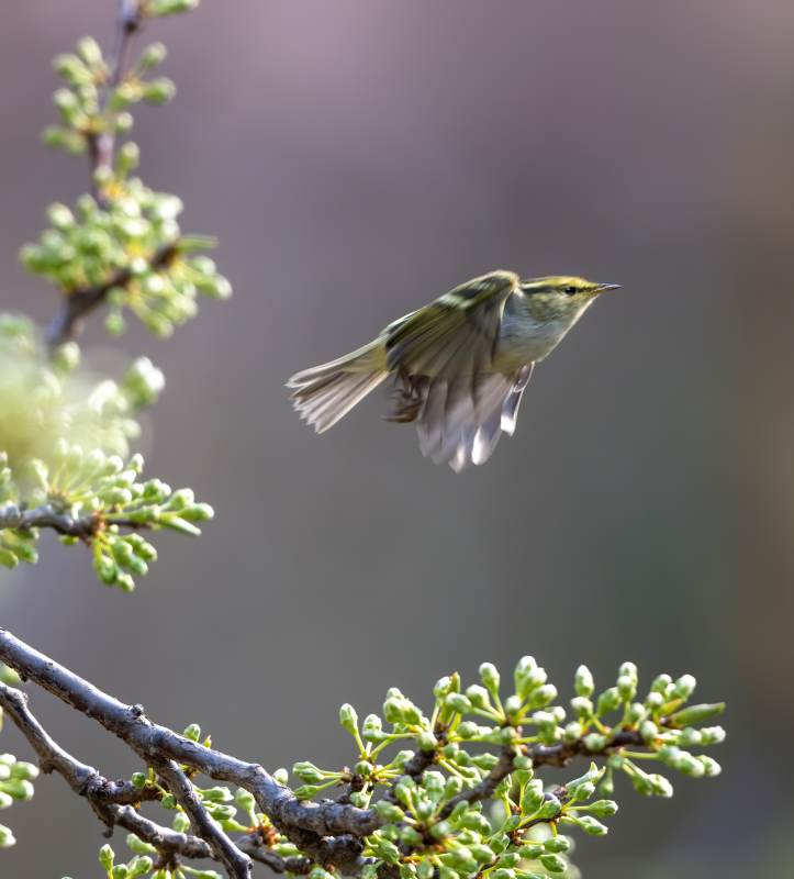 柳莺在枝头飞翔图片