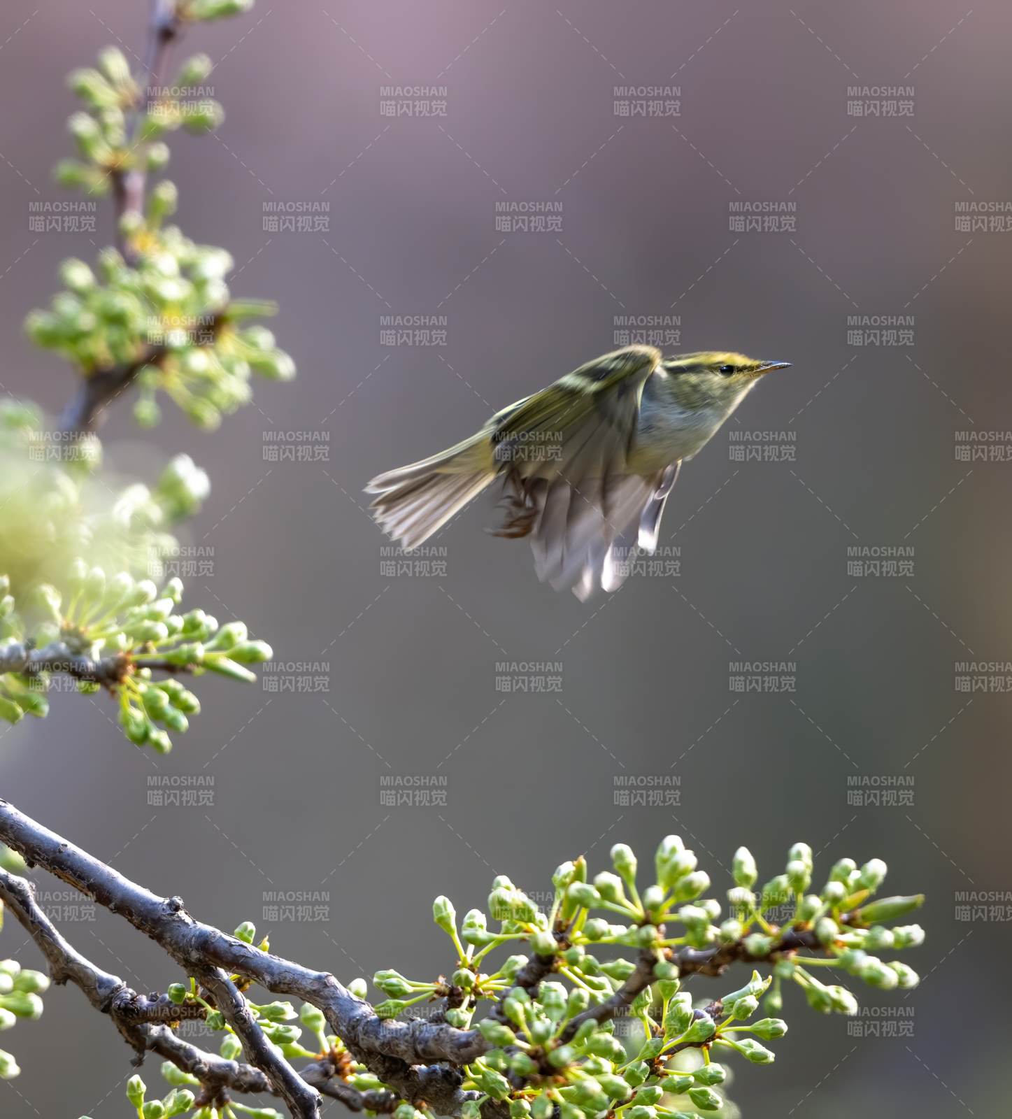 柳莺在枝头飞翔图片