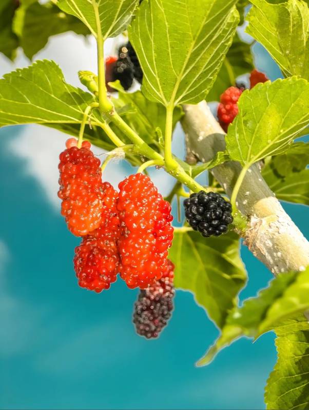 桑葚果实挂枝头图片